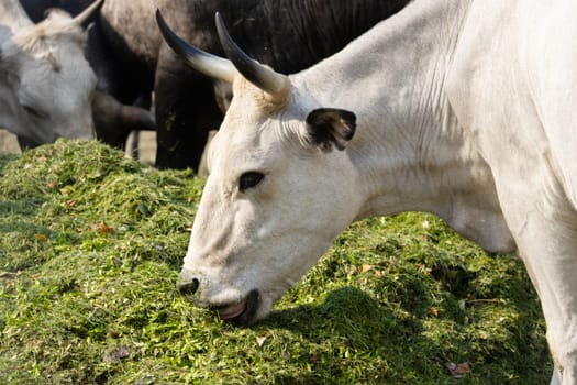 cow eating green silage on a farm , summer