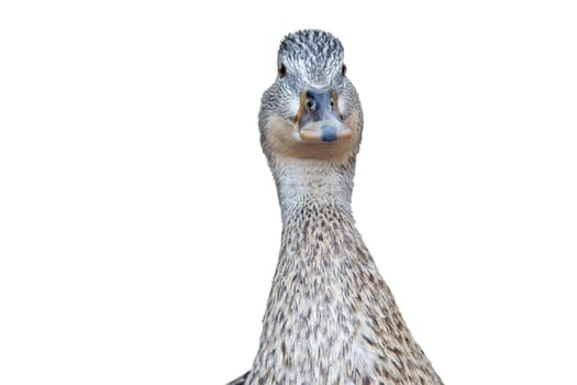 duck looking at camera with interest isolated on white , summer