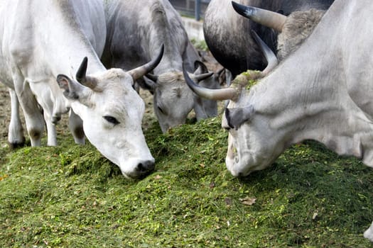 cows eating green silage on a farm , summer