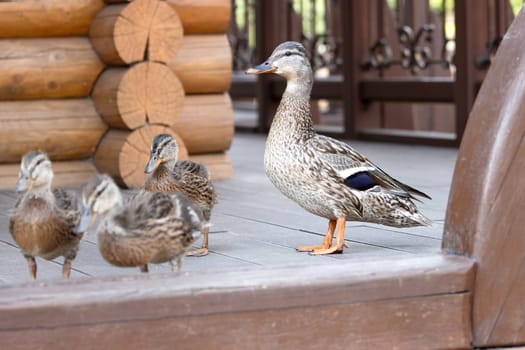 duck with ducklings on a bridge in a city park , summer