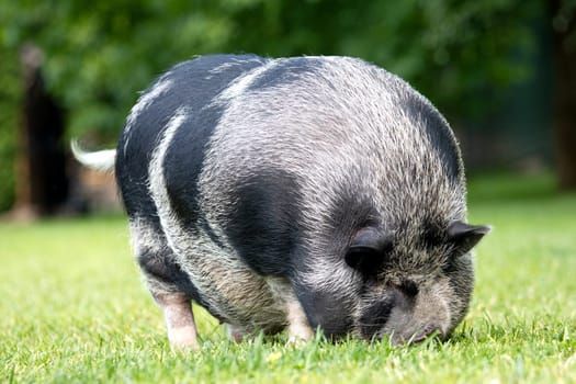fat boar on a green lawn , summer