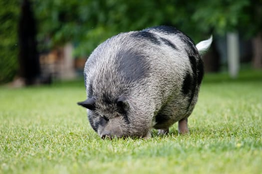 fat cute boar on a green meadow , summer