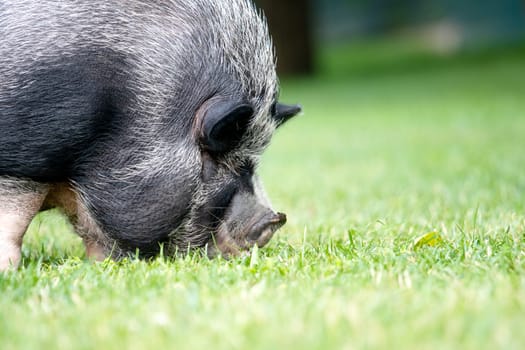 fat cute boar, close-up of the muzzle on a green meadow , summer