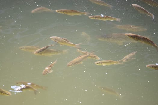 flock of fish swims in muddy city water , summer