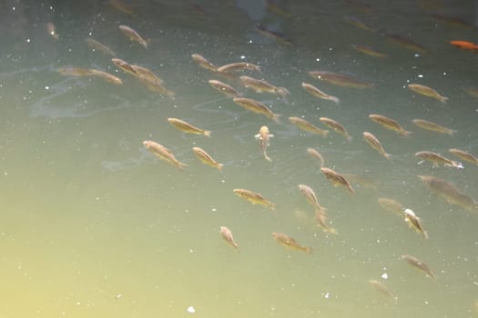 flock of fish swims in troubled water , summer
