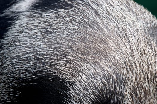 fur on a boar's mane close-up , summer