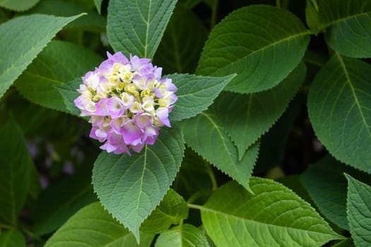 hydrangea flower among green leaves , summer