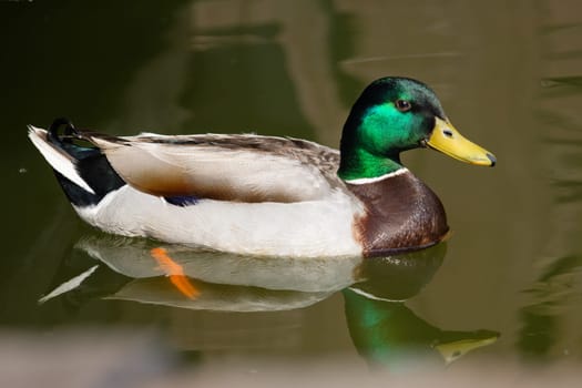mallard with reflection in water , summer