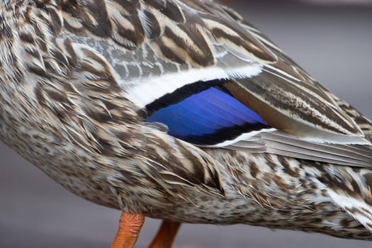 mallard wing mirror close up , summer