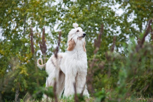 A bright young long-haired Afghan Hound dog stands among nature in a park on a green blurred background of plants and trees outdoors, with a tail on its head.