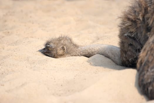 ostrich hides its head in the sand , summer