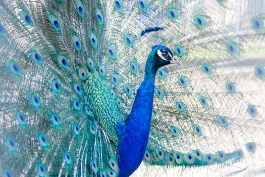 peacock with a beautiful open beautiful tail , summer