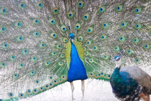 peacock with a beautiful spread tail dances in front of a female , summer