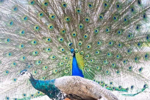 peacock with beautiful open tail in front of female , summer