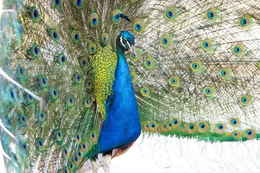 peacock with beautiful spread tail , summer