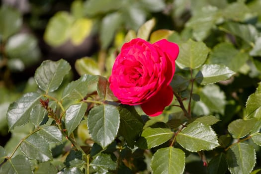 red rose in spring park , summer