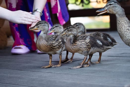 People feed mallards in the park , summer