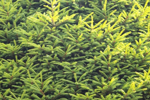spruce green beautiful spring texture , summer