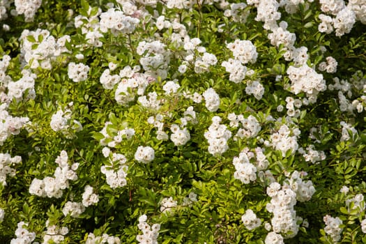 small white roses beautiful spring texture , summer