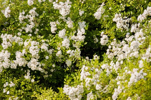 small white roses beautiful spring texture in city park , summer