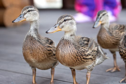 young mallards in the city park , summer