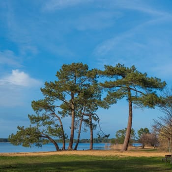 Tranquil view of Pin et Plage at Lac Sanguinet in Gironde, France, featuring lush trees along the shore under a clear sky.