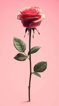 A vibrant red rose with delicate petals stands upright against a soft pink backdrop. The lush green leaves complement the flower's elegance, creating a striking visual contrast.