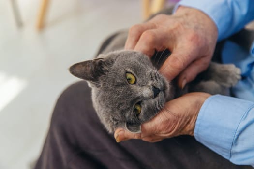 Old woman with a cat. Selective focus. People,