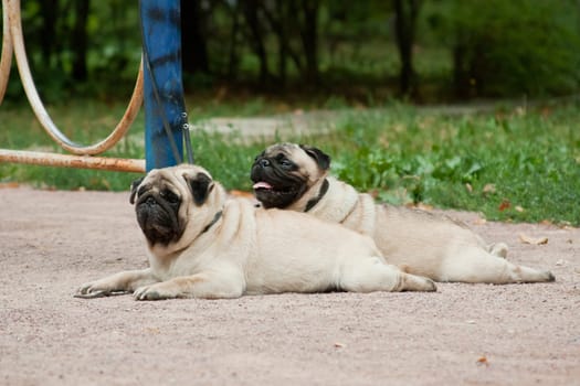 Pug - a small decorative dog, which has long been kept know. A dog with a lively, cheerful and at the same time balanced character, noble and affectionate to the owner.