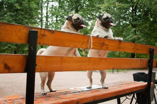Pug - a small decorative dog, which has long been kept know. A dog with a lively, cheerful and at the same time balanced character, noble and affectionate to the owner.