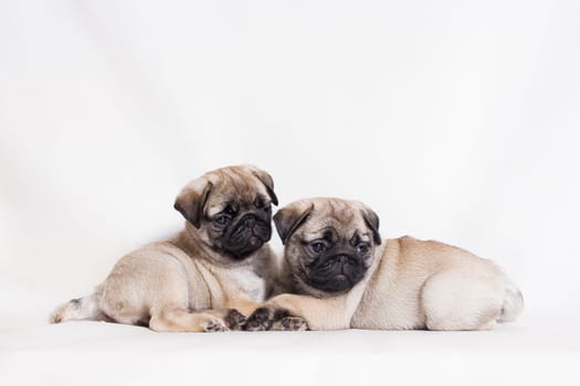 Pug - a small decorative dog, which has long been kept know. A dog with a lively, cheerful and at the same time balanced character, noble and affectionate to the owner.
