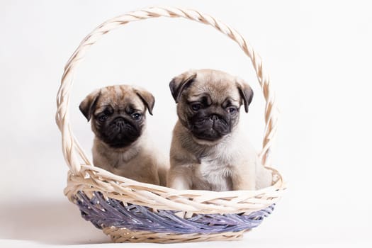 Pug - a small decorative dog, which has long been kept know. A dog with a lively, cheerful and at the same time balanced character, noble and affectionate to the owner.