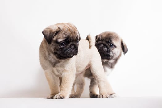 Pug - a small decorative dog, which has long been kept know. A dog with a lively, cheerful and at the same time balanced character, noble and affectionate to the owner.