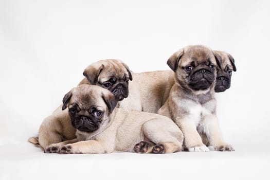 Pug - a small decorative dog, which has long been kept know. A dog with a lively, cheerful and at the same time balanced character, noble and affectionate to the owner.