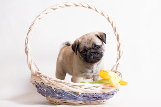 Pug - a small decorative dog, which has long been kept know. A dog with a lively, cheerful and at the same time balanced character, noble and affectionate to the owner.