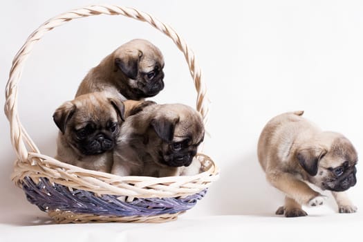Pug - a small decorative dog, which has long been kept know. A dog with a lively, cheerful and at the same time balanced character, noble and affectionate to the owner.