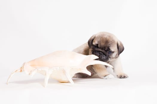 Pug - a small decorative dog, which has long been kept know. A dog with a lively, cheerful and at the same time balanced character, noble and affectionate to the owner.