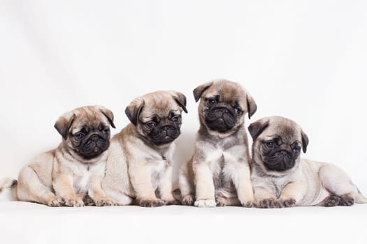 Pug - a small decorative dog, which has long been kept know. A dog with a lively, cheerful and at the same time balanced character, noble and affectionate to the owner.