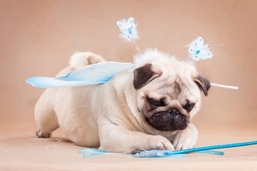 Pug - a small decorative dog, which has long been kept know. A dog with a lively, cheerful and at the same time balanced character, noble and affectionate to the owner.