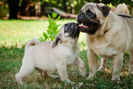 Pug - a small decorative dog, which has long been kept know. A dog with a lively, cheerful and at the same time balanced character, noble and affectionate to the owner.
