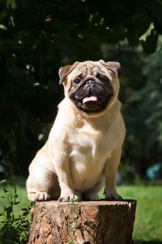 Pug - a small decorative dog, which has long been kept know. A dog with a lively, cheerful and at the same time balanced character, noble and affectionate to the owner.