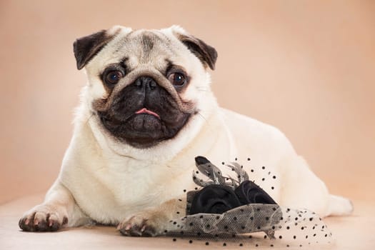 Pug - a small decorative dog, which has long been kept know. A dog with a lively, cheerful and at the same time balanced character, noble and affectionate to the owner.