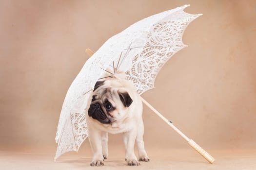 Pug - a small decorative dog, which has long been kept know. A dog with a lively, cheerful and at the same time balanced character, noble and affectionate to the owner.