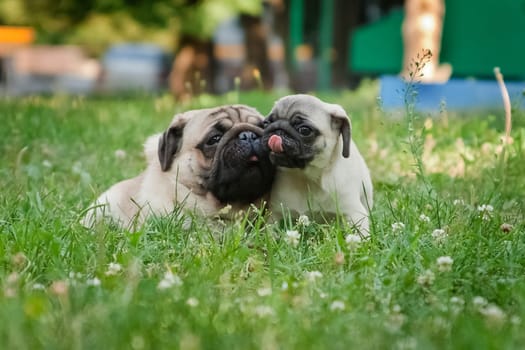 Pug - a small decorative dog, which has long been kept know. A dog with a lively, cheerful and at the same time balanced character, noble and affectionate to the owner.