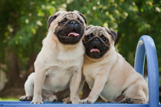 Pug - a small decorative dog, which has long been kept know. A dog with a lively, cheerful and at the same time balanced character, noble and affectionate to the owner.