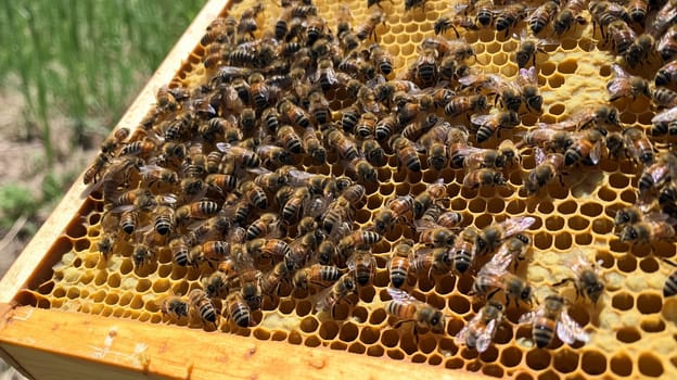 Many bees and cocoons with pollen in honeycombs close-up as background, honey and beekeeping concept