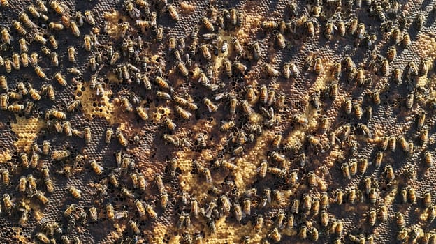 Many bees and cocoons with pollen in honeycombs close-up as background, honey and beekeeping concept