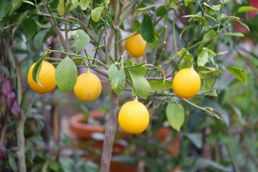Bright yellow lemons dangle from a green tree branch outdoors.
