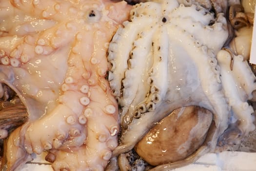 Display of octopus varieties at a market, showcasing freshness and quality.