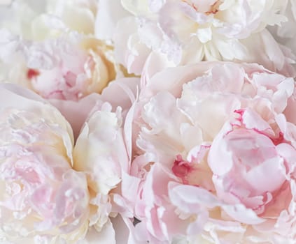 White pink peony petals. Soft focus. Abstract floral background for holiday design. High quality photo